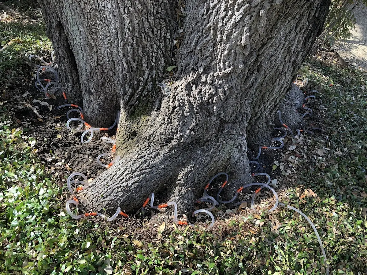 Detailed Tree Cabling and Bracing job site in Capitol Heights