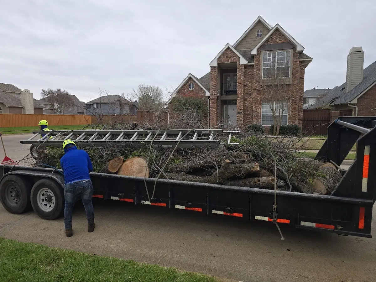 Expert Tree Removal with proper safety equipment in Capitol Heights